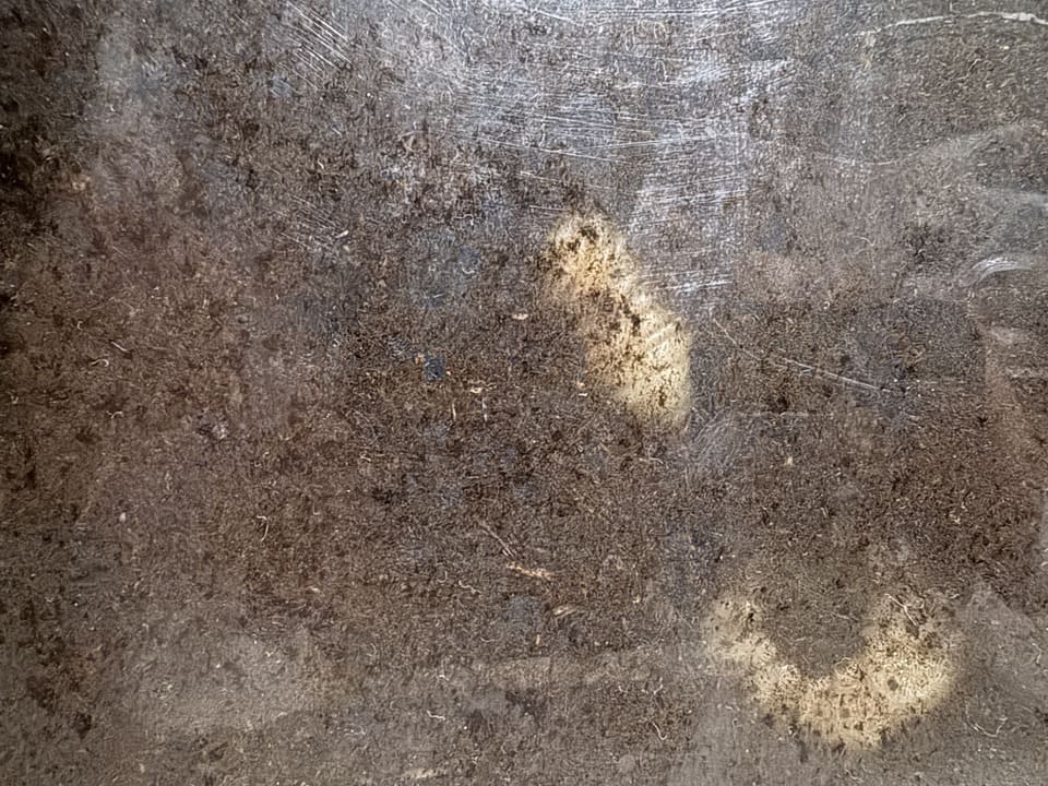 カブトムシの幼虫